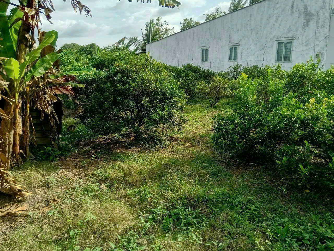 Bán Đất Vườn Làm Biệt Thự MiNi, Cầu Gạch Sung, Nhơn Nghĩa Phong Điền CT