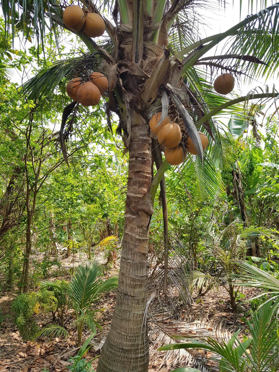 Bán 6.600m2 đất vườn gần thiền viện trúc lâm Phương Nam